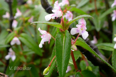 Impatiens inconspicua var. pushpagiriensis